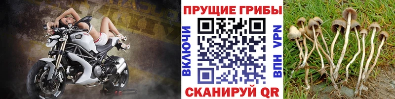 Галлюциногенные грибы Magic Shrooms  закладка  ОМГ ОМГ ссылка  Болотное 